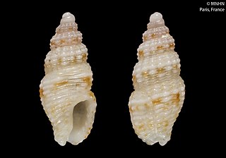 <i>Zafrona kilburni</i> Species of gastropod