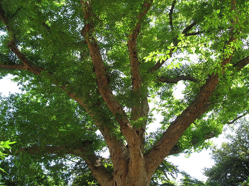 File:Zelkova serrata 02 by Line1.jpg