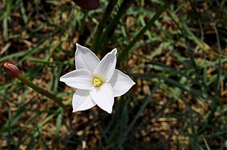 <i>Zephyranthes chlorosolen</i> Species of plant