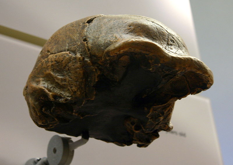 File:Zhoukoudian III. Homo erectus.jpg