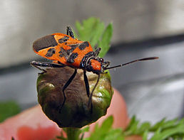 Corizus hyoscyami з родини Rhopalidae