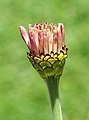 * Nomination Bud of Zinnia elegans -- Alvesgaspar 22:37, 10 September 2010 (UTC) * Promotion There is a dustspot IMO. Please see annotation.--Jebulon 23:54, 10 September 2010 (UTC) --  Done -- Thanks, Alvesgaspar 00:07, 11 September 2010 (UTC) Delicate & poetic, nice quality even not absolutely perfect. QI--Jebulon 10:28, 11 September 2010 (UTC)