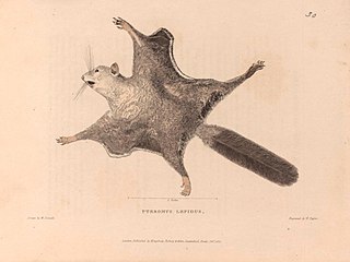 Arrow flying squirrel Species of rodent