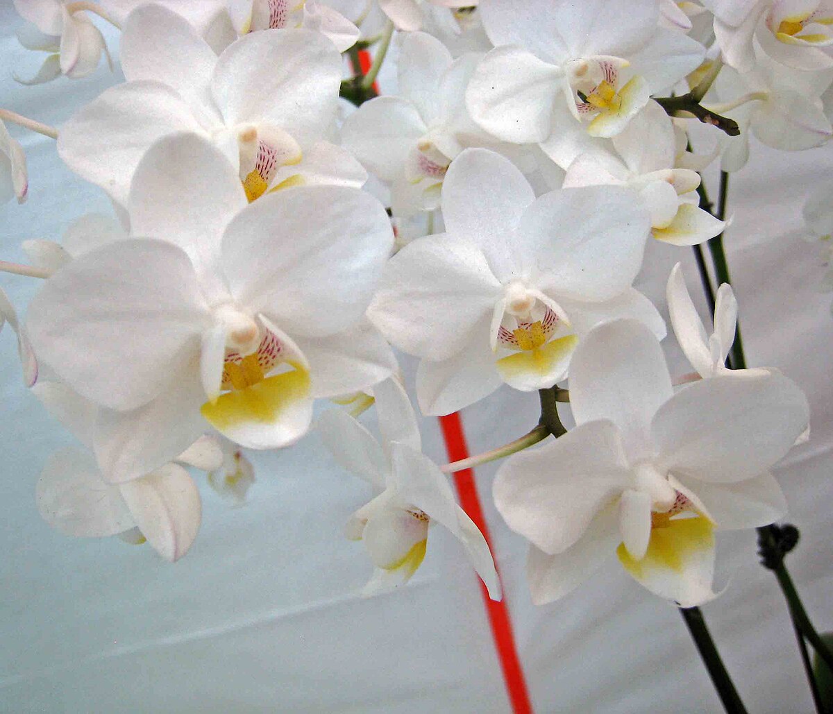 Phalaenopsis Timothy Christopher