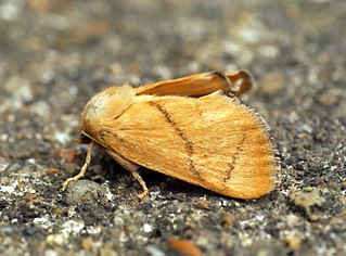 <i>Apoda</i> (moth) Genus of moths