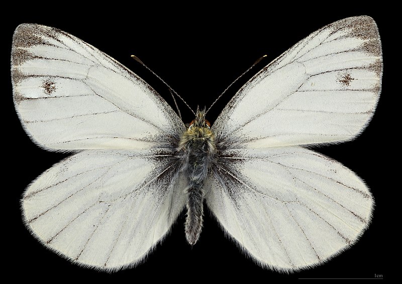 File:(MHNT) Pieris napi napi - Foret de Bouconne, France - male dorsal.jpg