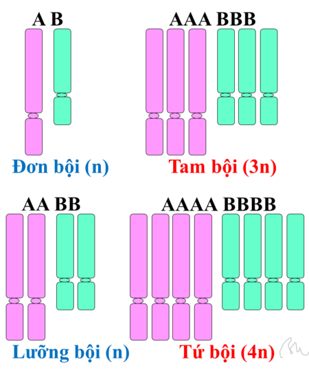 Mức bội thể