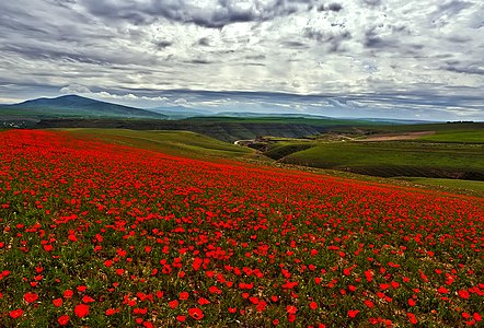 249. Aksu-Zhabagly Nature Reserve author - Almaz Tleuliyev