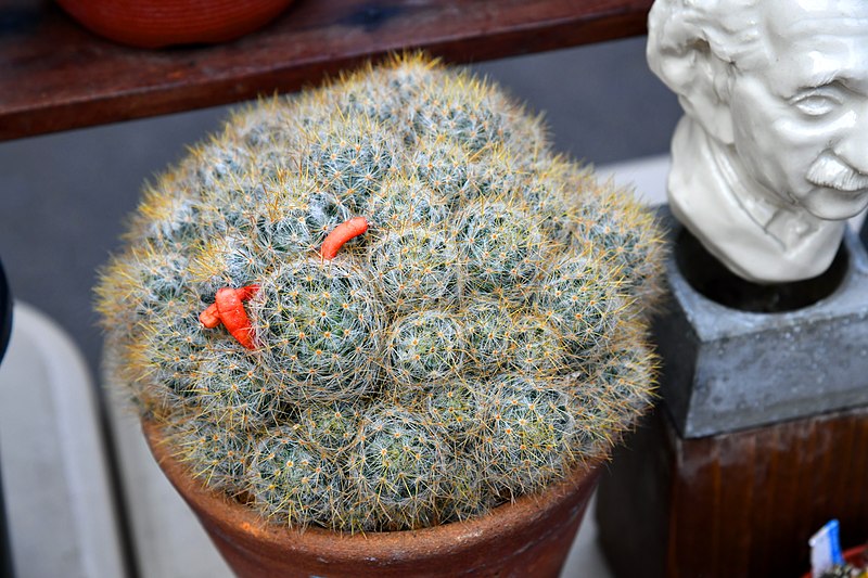 File:กระบองเพชร Cactus of Thailand Photographed by Trisorn Triboon 10.jpg