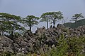 千岛湖石林风光 - panoramio (16).jpg