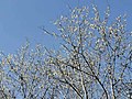 李-南投魚池金龍山 Prunus-Jinlongshan, Yuchi, Nantou 20220216205204 01.jpg