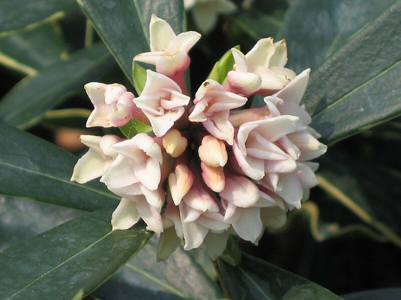 File:花葉白瑞香 Daphne papyracea -香港花展 Hong Kong Flower Show- (9240225962).jpg