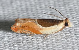 Ancylis burgessiana