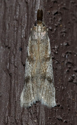 <i>Peoria longipalpella</i> Species of moth