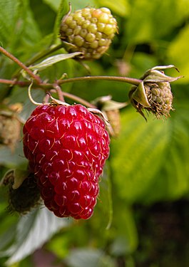 Raspberry on the bush