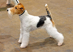 01 Wire Fox terrier.jpg