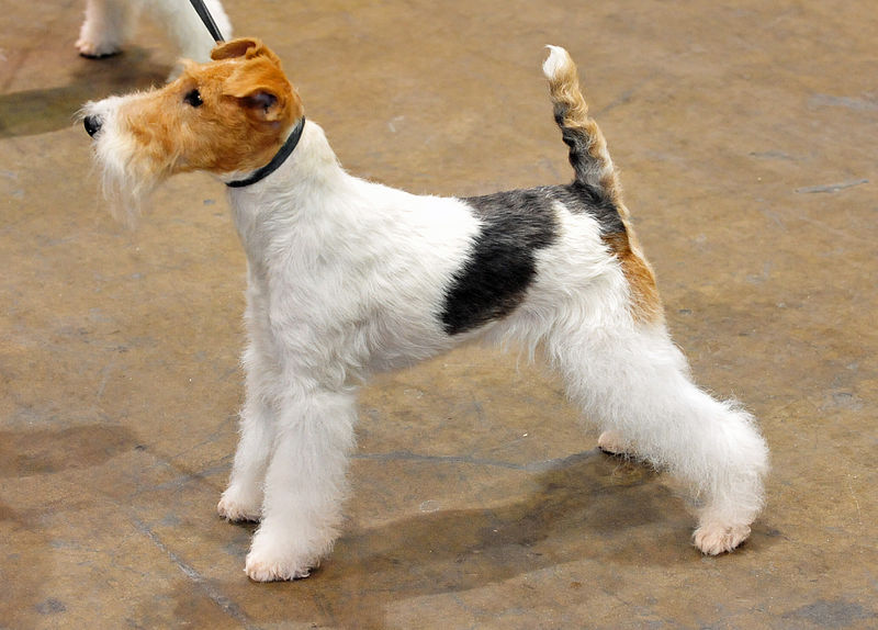 what does a wire fox terrier look like