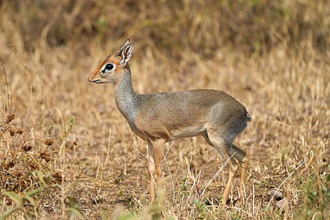 Kirk's dik-dik in the Serengeti National Park