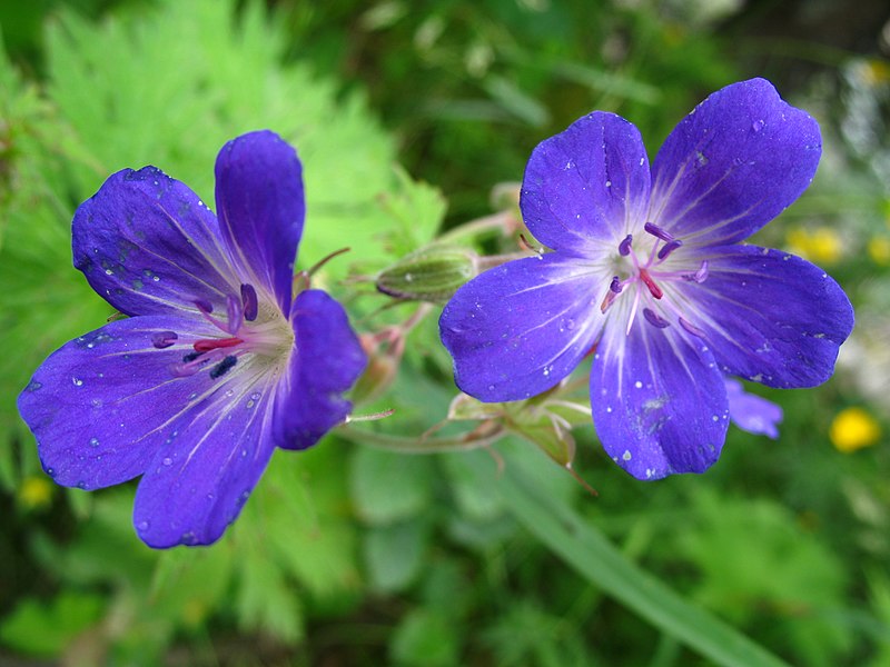 File:1489 - Nationalpark Hohe Tauern - Flowers.JPG