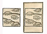 Meloe proscarabaeus. Left: Hortus Sanitatis, Straßburg 1497 (II, 134). Right: Kleines Destillierbuch (Blatt 80v)