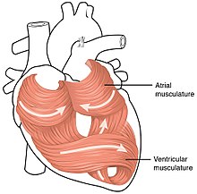 The swirling musculature of the heart ensures effective pumping of blood. 2006 Heart Musculature.jpg