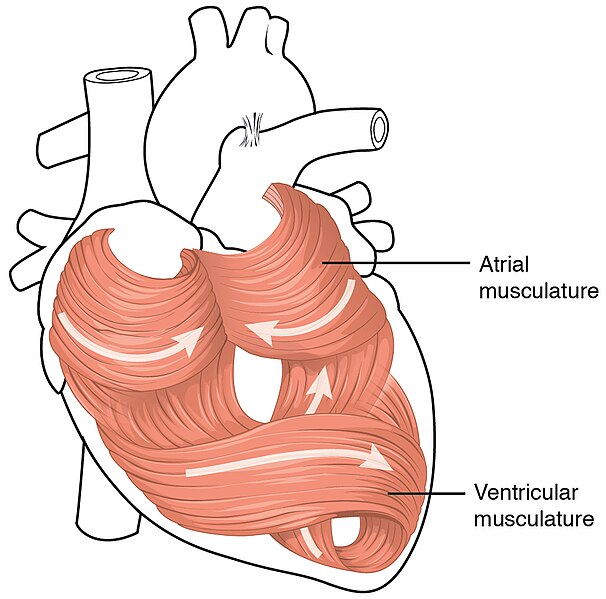 File:2006 Heart Musculature.jpg