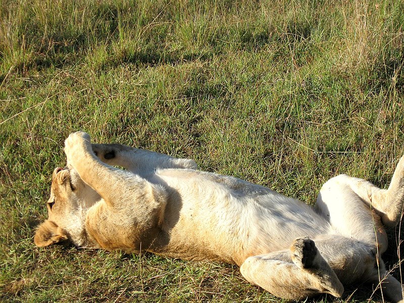 File:200812 kenya-155 (3213120229).jpg