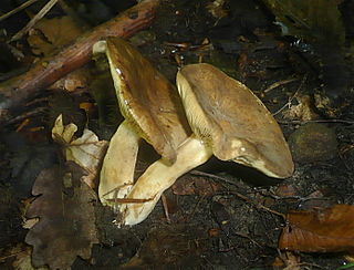 <i>Lactarius azonites</i> Species of fungus