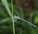 ♂ Platycnemis pennipes