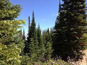 Subalpine fir grove in the Jarbidge Mountains, Nevada