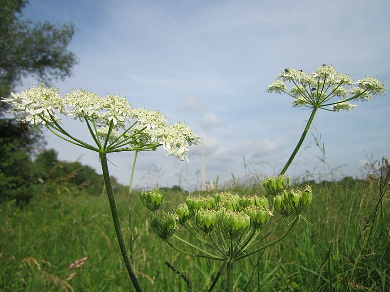 File:20130702Heracleum sphondylium1.jpg