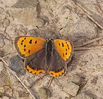 Lycaena phlaeas – Weibchen