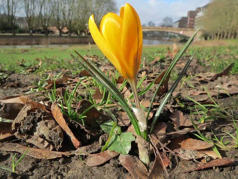 File:20140220Crocus chrysanthus3.jpg