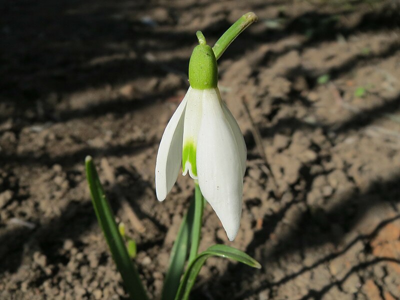 File:20150311Galanthus nivalis.jpg