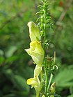 20160717Linaria vulgaris.jpg