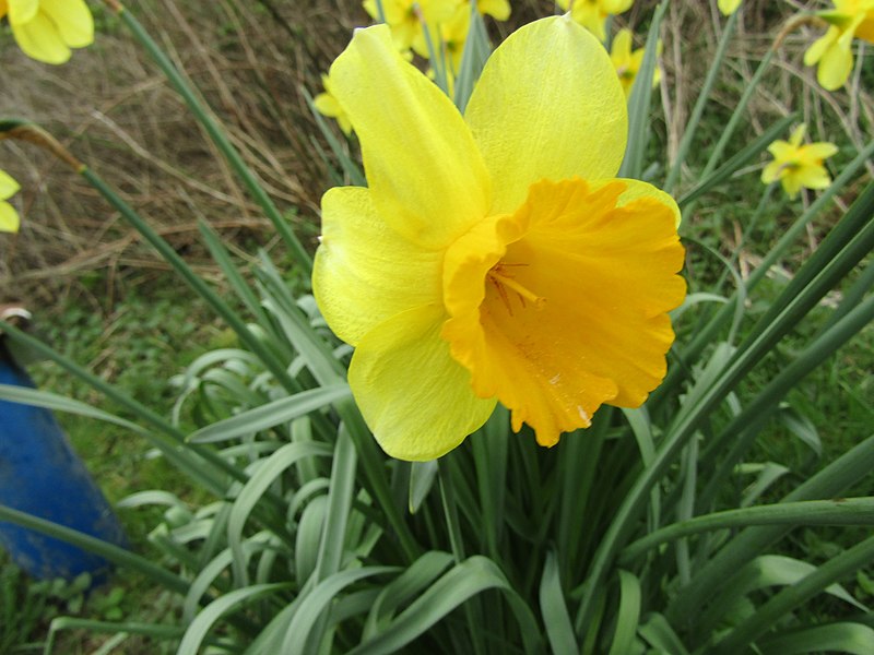 File:2018-04-17 Daffodils, (Narcissus), Sheringham common, Norfolk (2).JPG