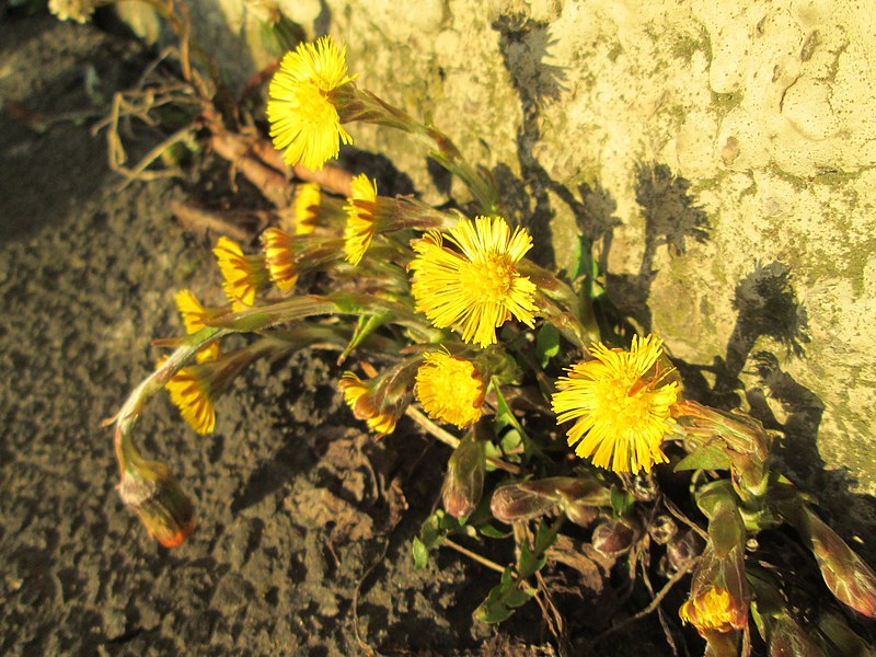 File:20200307Tussilago farfara3.jpg