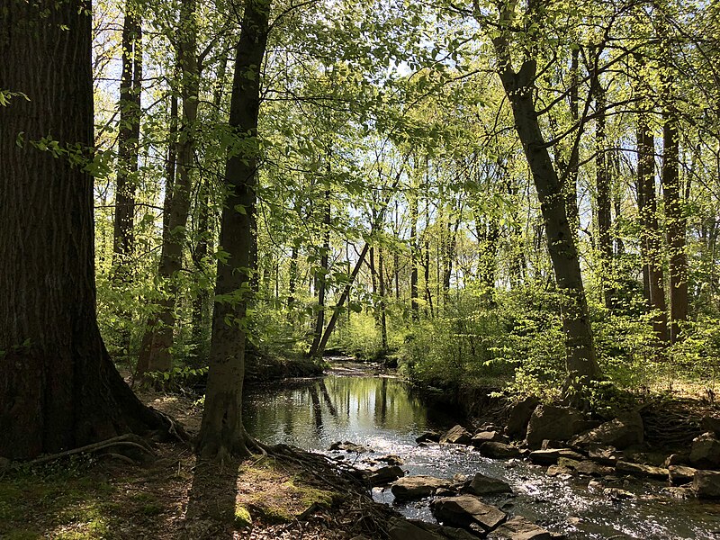 File:2021-04-20 16 55 12 View west down Big Rocky Run within Rocky Run Stream Valley Park in Greenbriar, Fairfax County, Virginia.jpg