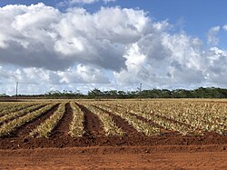 Ananas: Rakenne, Hedelmän koostumus, Historia