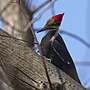 Thumbnail for File:20240227 pileated woodpecker keeney cove PD200590.jpg