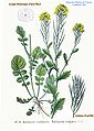 31 Barbarea vulgaris R.Br.jpg