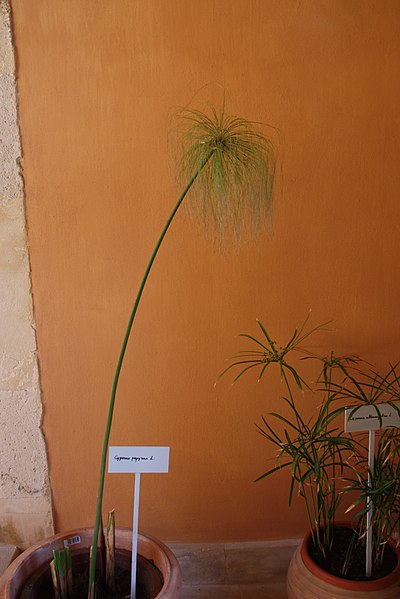 File:4425 - Museo dal papiro (Siracusa) - Cyperus papyrus - Foto Giovanni Dall'Orto, 19 mar 2014.jpg