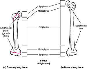 Anatomical Terms Of Bone