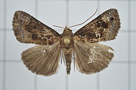 Hypena cyanea