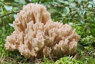 <i>Ramaria formosa</i> Species of fungus