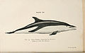 A book of whales (Plate XV) (6002010425).jpg