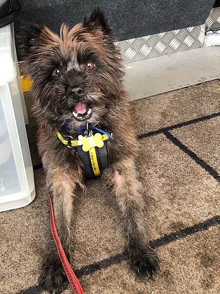 File:A picture of my dog who is a cairn terrier.jpg