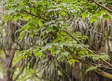 Acer tschonoskii ssp. koreanum di Hackfalls Arboretum (4).jpg