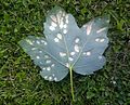 Aceria pseudoplatani on Acer pseudoplatanus leaf underside.jpg
