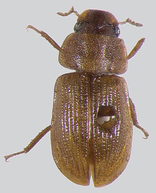 <i>Acidocerus</i> Genus of beetles